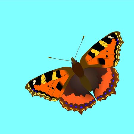  Nymphalis utricae butterfly, vector illustrationのイラスト素材
