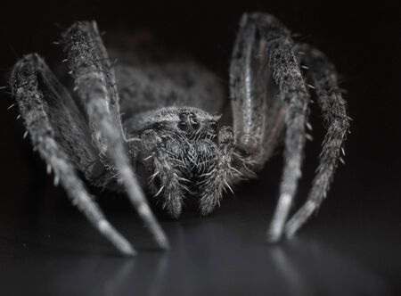 big spider in darkness, imageの写真素材