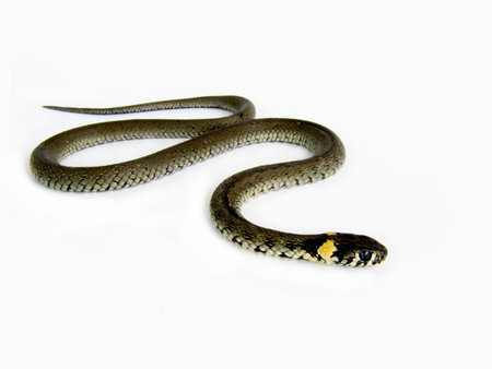 Snake creeps on white backgroundの写真素材