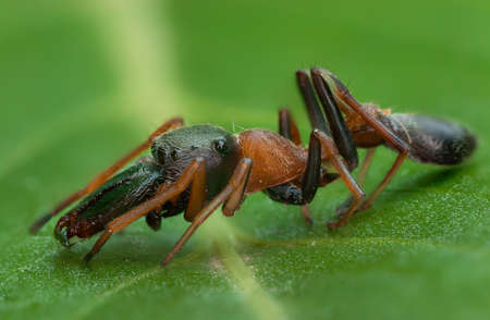 Ant Mimic Spiderの写真素材