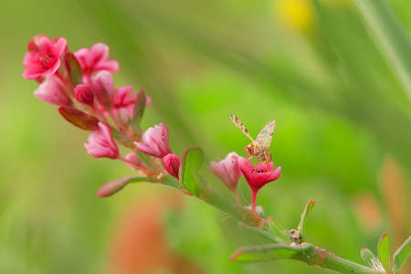 Tiny flower with tiny flyの写真素材