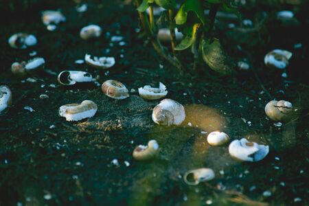 Cracked shell collectionの写真素材