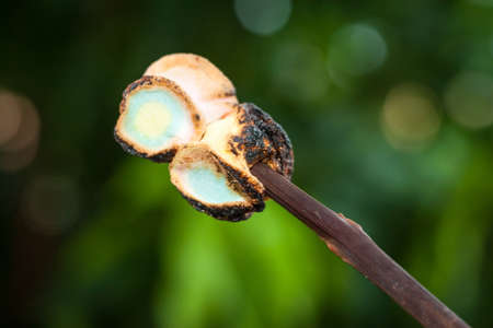 marshmallowの写真素材