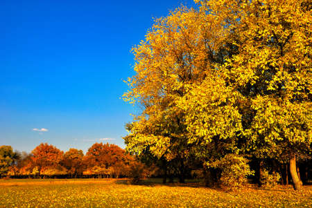 Autumn tree in the meadow before the forest under a blue skyの写真素材