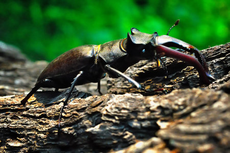 Stag beetle crawling on the trunk of a tree on a green backgroundの写真素材
