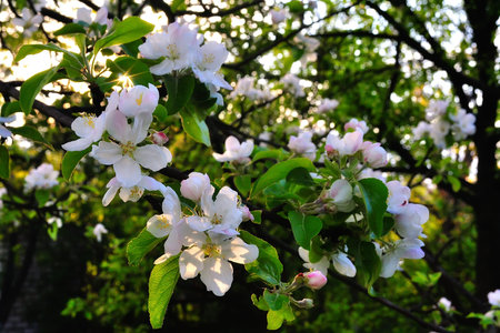 Blooming apple tree with many flowers among green leaves