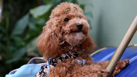 A beautiful poodle when photographed with good direction.の写真素材