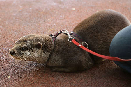 Otters are lively and active animals, hunting for prey in waters or at the bottom of rivers, lakes and seas.の写真素材