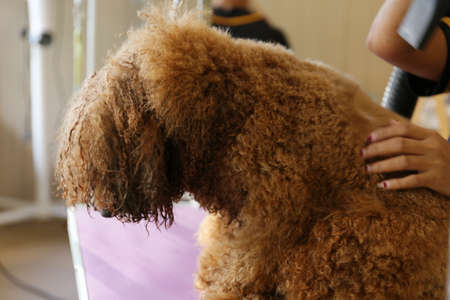 Poodle dog care, again dry the fur.の写真素材