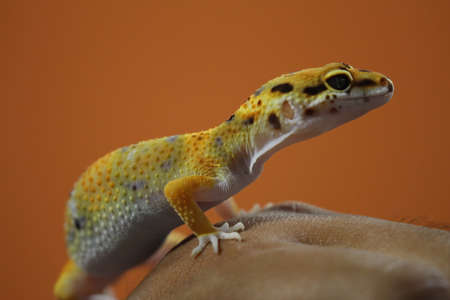 Beautiful Ornamental Gecko Gecko in Handの写真素材
