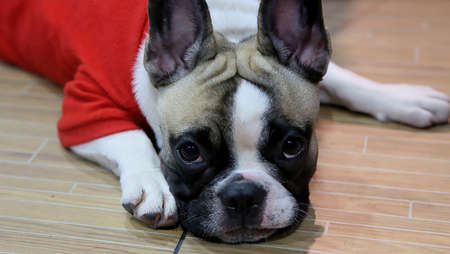 A dreamy bulldog in redの写真素材