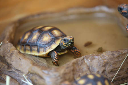 Geochelone Denticulata Tortoise Calvesの写真素材