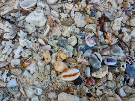 White sea sand with white rocks and beautiful shellsの写真素材