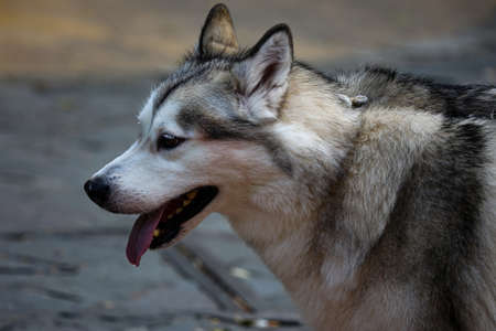 Siberian husky dog in the photo from the side view on a blurred background.の写真素材