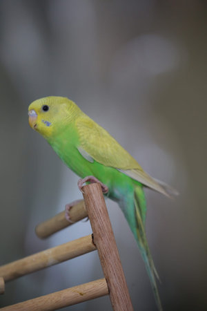 Greenish-yellow parakeets forage are on top of the trunk.