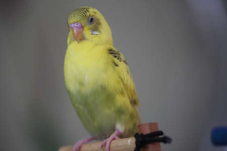 The yellow parakeet bird was looking to close its eyes while nangkring on the trunk.の写真素材