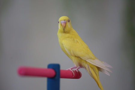 The yellow parakeet faces the camera while nangkring on the trunk.