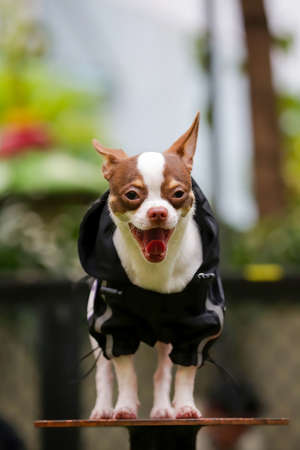 Chihuahua dog wearing human jacket standing in poseの写真素材