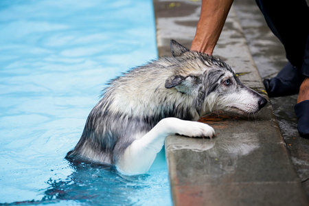 The husky was tired from swimming and was very lethargic.