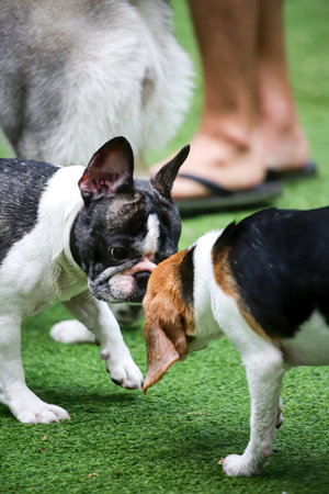 The two dogs of different breeds looked at each other wanting to fight.