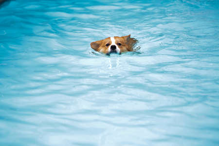 Pembroke Welsh Corgi swimming in the poolの写真素材