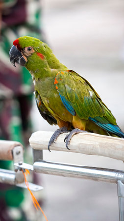 Military Macaw is cute and beautiful with its deep green colorの写真素材
