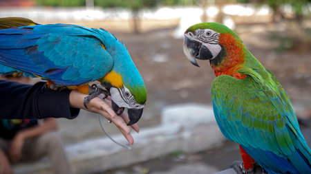 Two types of macaws. This bird has a long tail and has beautiful colorsの写真素材