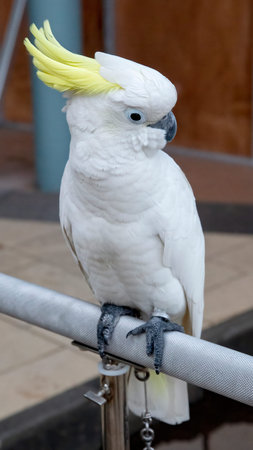 The yellow-crested parrot in the photo from the side
