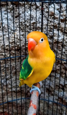 The Euwing Violin Lovebird is the result of a cross between the Violin Lovebird and the Euwing Lovebird, very beautiful in colorの写真素材