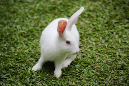 <p>One rabbit was alone in the green grass garden</p>の写真素材
