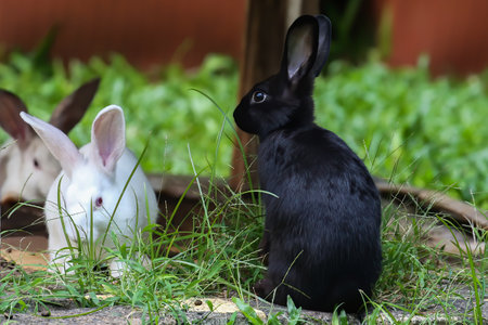 Rabbits in the garden, close-up, selective focusの写真素材