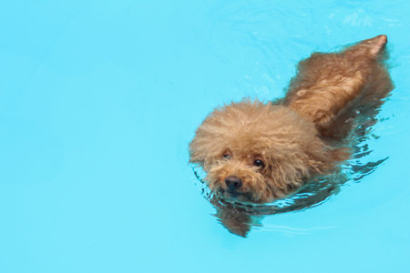 Poodle swimming in the pool with blue water background and copy spaceの写真素材