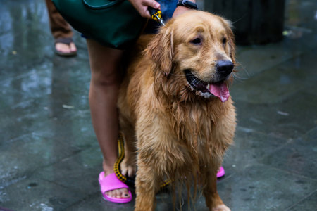 Golden Retriever dog with owner in the park. Selective focus.の写真素材