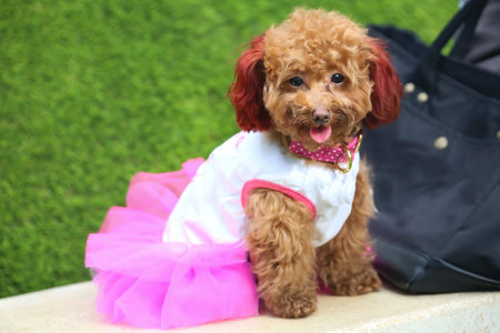 A poodle dog wearing a pink tutu sitting in the grass