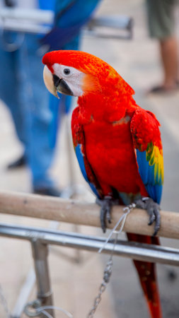 The Scarlet Macaw is very charming with its red and blue yellow colorの写真素材