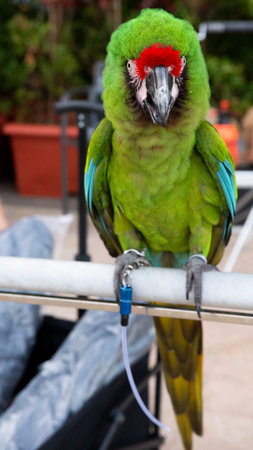 Military Macaw bird his face blooms like a cute and beautiful clown