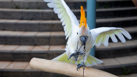 The yellow-crested old parrot bit the chain on his legの写真素材