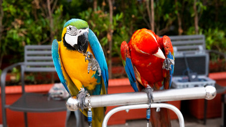 The Scarlet Macaw and the Blue Gold Macaw are both very beautiful birds to keepの写真素材