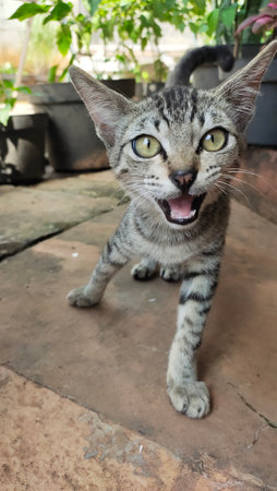 Cute little kitten on the floor in the garden, Thailand.の写真素材