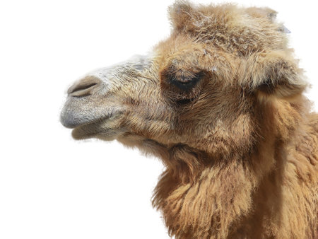 Hump Two camels seen from the side on a white backgroundの写真素材
