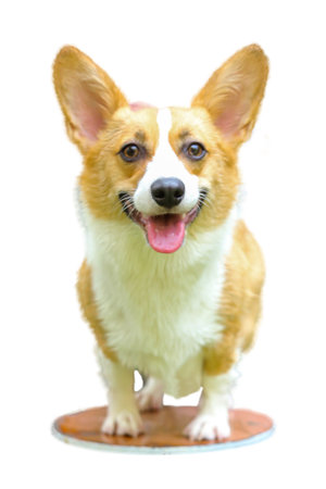 A Welsh Corgi Dog (Pembroke) is standing on a white backgroundの写真素材