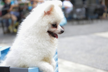A beautiful white dog is in a trolley from a side viewの写真素材