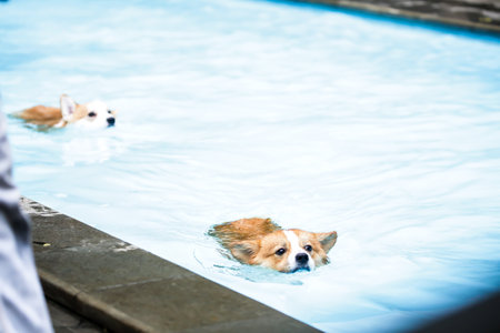 The two dogs are competing to swim in the swimming poolの写真素材
