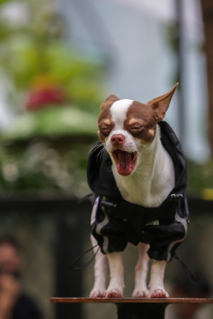A Chihuahua Dog is barking at the dog parkの写真素材