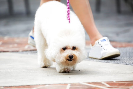 A white poodle dog is walking in the dog park, the dog's face is blurred and out of focusの写真素材