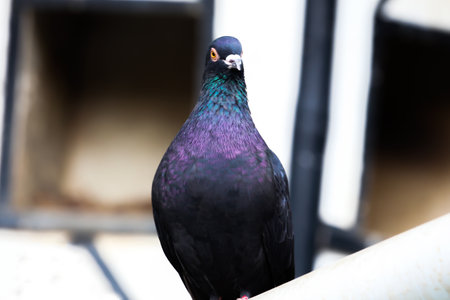On the iron there is a pigeon with a bokeh backgroundの写真素材
