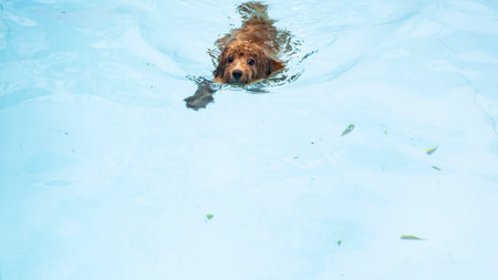 The poodle is swimming in the swimming poolの写真素材