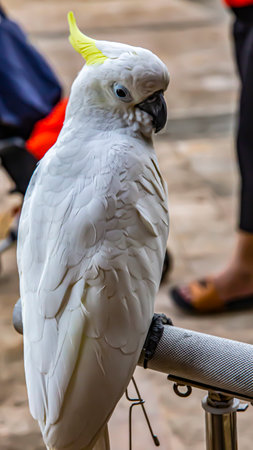 Beautiful white parrot in the gardenの写真素材