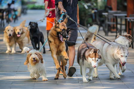 Dog walker walking dogs in dog parkの写真素材