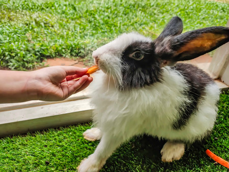 A rabbit is eating a carrot and a boy gives it foodの写真素材